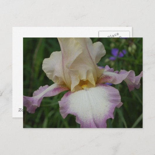 Delicate Iris Briefkaart (Voorkant / Achterkant)