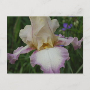 Delicate Iris Briefkaart