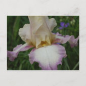 Delicate Iris Briefkaart (Voorkant)