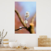 Delicate Japanse abrikozenbloesems Poster (Keuken)