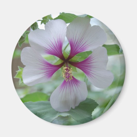 Delicate Lily - magneet (Voorkant)