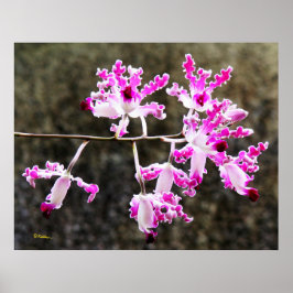 Delicate Orchid Blossom Wall Art 28x22 Poster