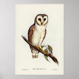 Delicate Owl van Elizabeth Gould Poster