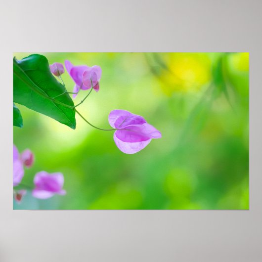 Delicate Paarse Bougainvillea Poster (Voorkant)