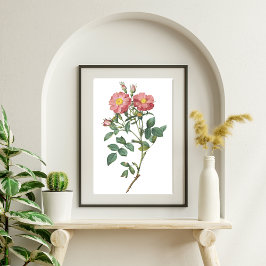 Delicate Pink Rose Botanische Illustratie Poster