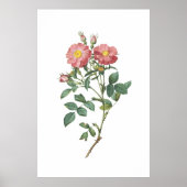 Delicate Pink Rose Botanische Illustratie Poster (Voorkant)