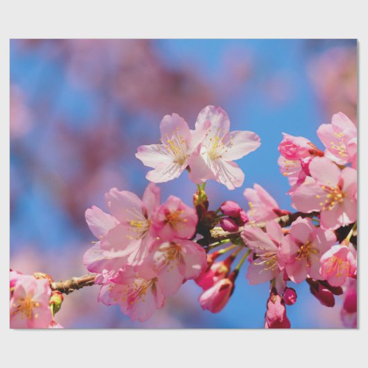 Delicate Pink Sakura Flowers Cadeaupapier (Vlak)