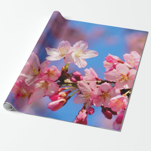 Delicate Pink Sakura Flowers Cadeaupapier (Uitgerold)