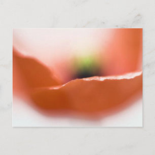 Delicate Poppy Briefkaart