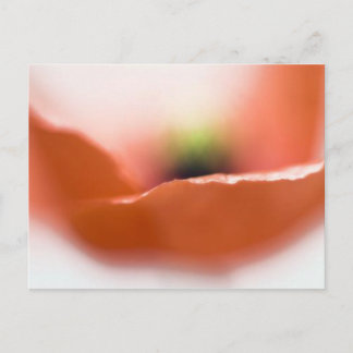 Delicate Poppy Briefkaart
