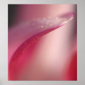 Delicate Poster (Voorkant)