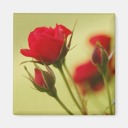 Delicate Red Rose Magneet (Voorkant)