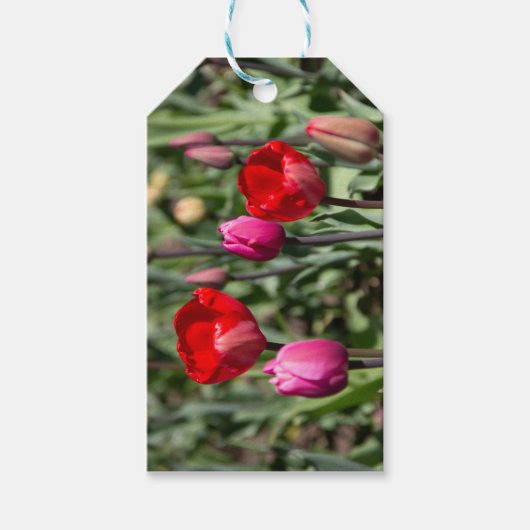 Delicate rode en paarse tulpen  cadeaulabel (Voorkant)