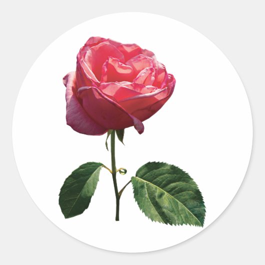 Delicate Rosebud Ronde Sticker (Voorkant)