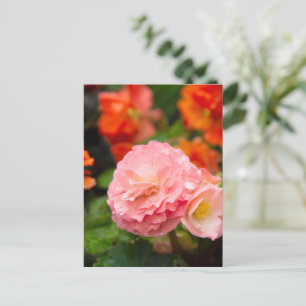 Delicate roze bloem na de regen  briefkaart