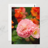 Delicate roze bloem na de regen  briefkaart (Voorkant / Achterkant)