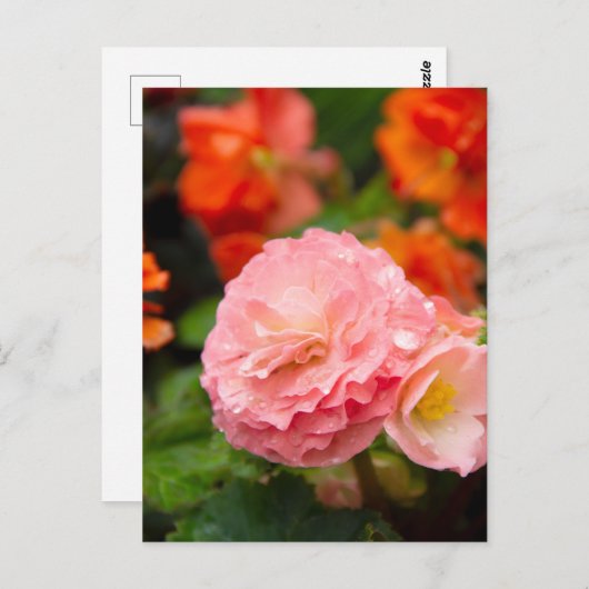 Delicate roze bloem na de regen  briefkaart (Voorkant / Achterkant)