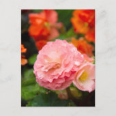 Delicate roze bloem na de regen  briefkaart (Voorkant)