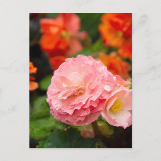 Delicate roze bloem na de regen  briefkaart (Voorkant)