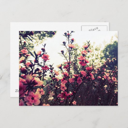 Delicate roze bloemen briefkaart (Voorkant / Achterkant)