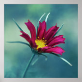 Delicate Roze Cosmos Flower Macro Abstract op blau Poster (Voorkant)