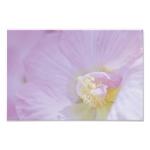 Delicate roze lavender Flower Foto Afdruk