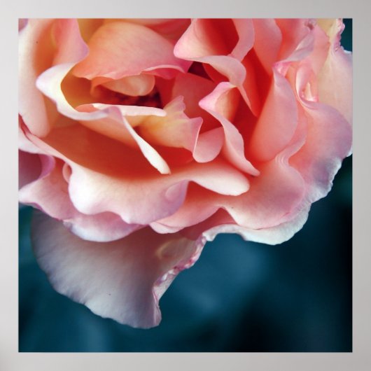 Delicate Roze Rozenblaadjes Macro Abstract Poster (Voorkant)