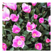 Delicate Roze Tulpen van Istanbul Foto Afdruk (Voorkant)