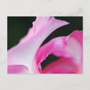 Delicate roze ventilatorbenzine Kunstwerk Briefkaart