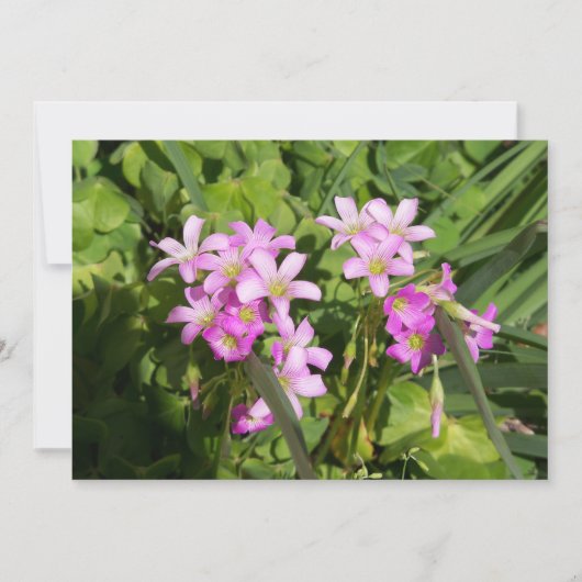 Delicate roze voorjaarsbloemen (Voorkant)