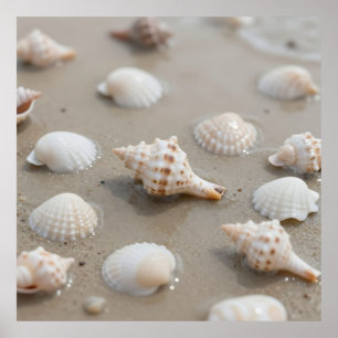 Delicate Schelpen Strand Sereniteit Poster