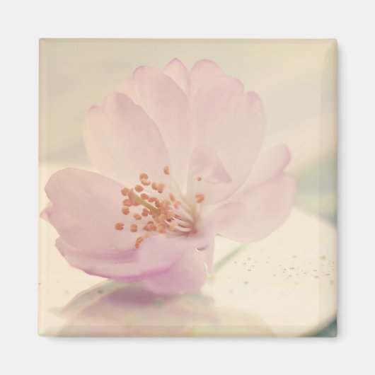 Delicate Soft roze Cherry Blossom Flower Magneet (Voorkant)