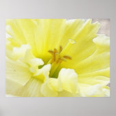 Delicate Spring Daffodil Poster (Voorkant)