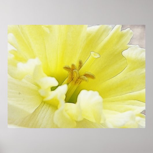Delicate Spring Daffodil Poster (Voorkant)