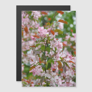 Delicate tak met bloemen appelboom