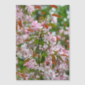 Delicate tak met bloemen appelboom (Voorkant)