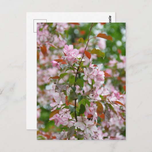 Delicate tak met bloemen appelboom briefkaart (Voorkant / Achterkant)