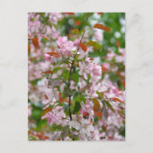 Delicate tak met bloemen appelboom briefkaart (Voorkant)