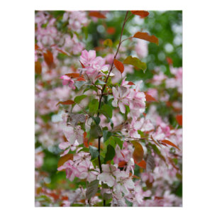 Delicate tak met bloemen appelboom perfect poster