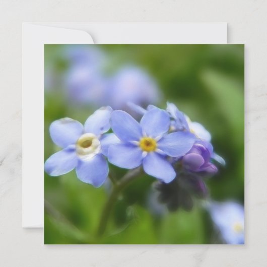 Delicate vergeet me niet bloemen kaart (Achterkant)