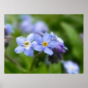 Delicate vergeet me niet bloemen poster