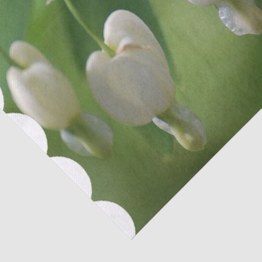 Delicate White Bleeding Heart Tissuepapier (Detail)