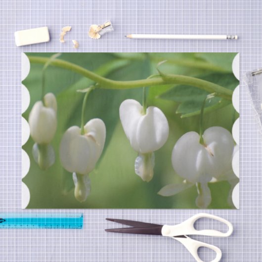 Delicate White Bleeding Heart Tissuepapier (Craft)