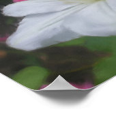 Delicate White Clematis Flower Art Photo Painting Poster (Hoek)