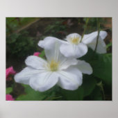 Delicate White Clematis Flower Art Photo Painting Poster (Voorkant)