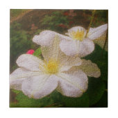 Delicate White Clematis Flower Tegeltje (Voorkant)