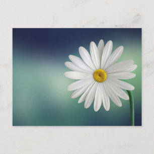 Delicate White Daisy Briefkaart