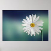 Delicate White Daisy Poster (Voorkant)