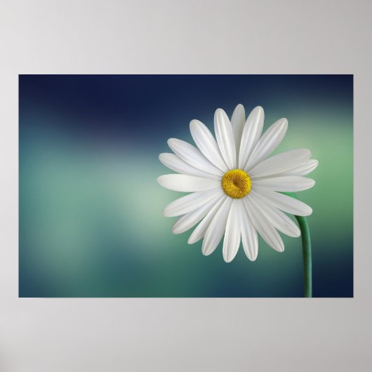 Delicate White Daisy Poster (Voorkant)