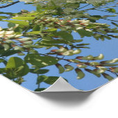 Delicate White Locust Flower Blossom Blue Sky Poster (Hoek)